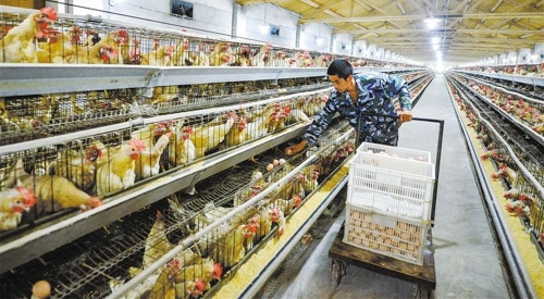 2020鸡粪智能处置啦，，，你还不知晓？？？